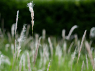 White grass flowers in green pastures, black background