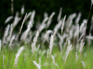White grass flowers in green pastures, black background