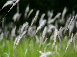 White grass flowers in green pastures, black background