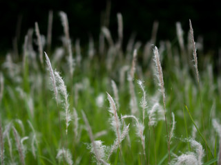 White grass flowers in green pastures, black background