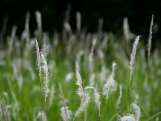 White grass flowers in green pastures, black background