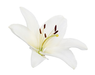 isolated single pure white lily bloom