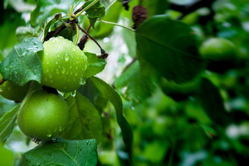 Chernobyl, Pripyat, Ukraine. Ecological catastrophy. Nuclear power plant accident
