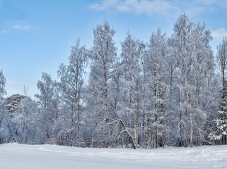 birch winter forest in white snow