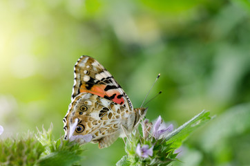 Magic background with painted lady butterfly. Close up photo of butterfly on a garden flower.