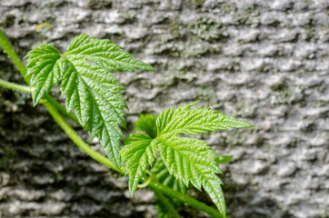 Young leaves of hops on a gray concrete background. Floral background.