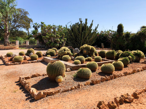Botanicactus Images  Browse 188 Stock Photos, Vectors, and Video | Adobe  Stock
