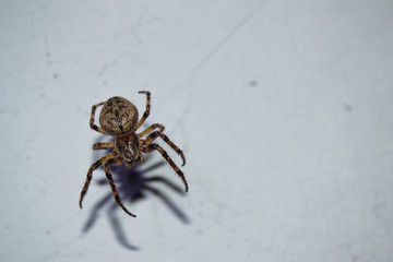 spider on a white background