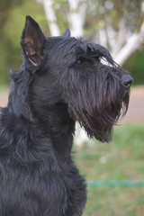 The portrait of a black Giant Schnauzer dog with cropped ears posing outdoors in spring