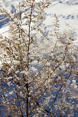 Woodpecker in the high dry grass on the snow. Winter in Russia.