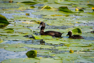 Tufted ducks in a pond with water lilies at Drottningholm island in stockholm