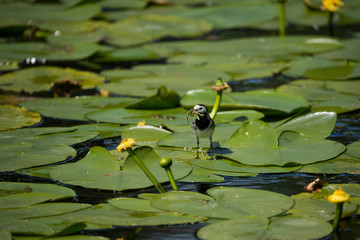 Wagtail on a water lily in a pond on the Drottningholm island in Stockholm