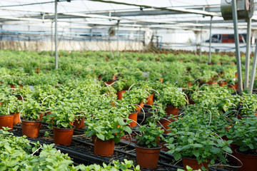 Seedlings of mint growing in hothouse