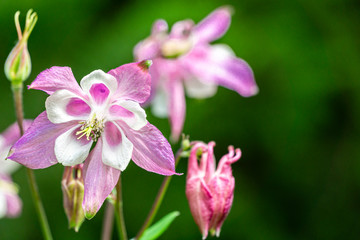 Obraz premium Beautiful pink flower with white petals of Aquilegia or White Columbine against blurred background of green garden. Selective focus, Close-up. There mnt for text. Nature concept for design.