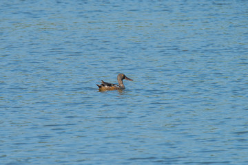 Northern shoveler a pond at the bird protection area Hjälstaviken close to Stockholm