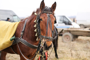 Details with an adorned horse in rural Romania