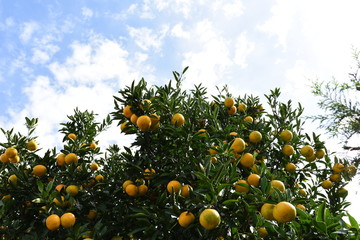 ミカンの木
