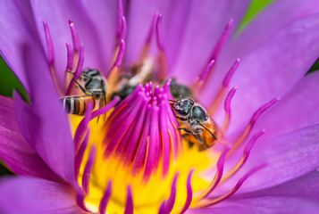 Bee on lotus flower