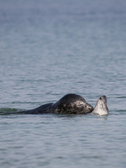 Fototapeta premium Robbenkuss