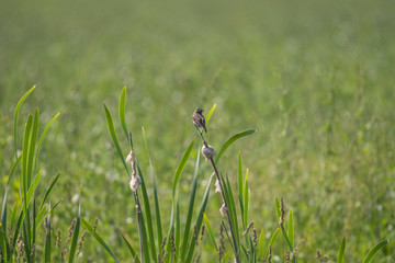 Juvenile Common reed bunting on a reed the bird protection area Hjälstaviken close to Stockholm