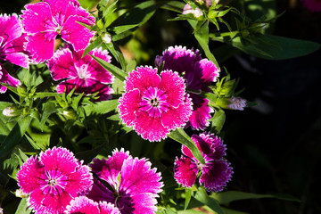 Picture, dianthus flower fuchsia,colourful beautiful in garden.