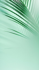 Palm tropical leaves on a green background in a haze. Summer background. Creative processing.