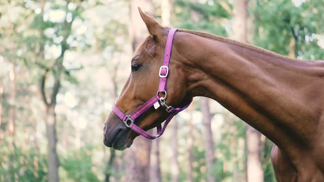 Horse in the forest eating grass