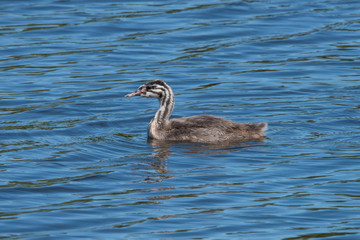 Juvenile Great crested grebe in the lake Kyrksjön in Stockholm