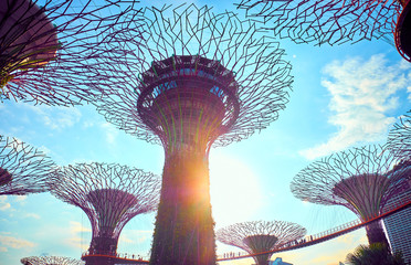 Gardens by the Bay  with Supertree in Singapore - obrazy, fototapety, plakaty