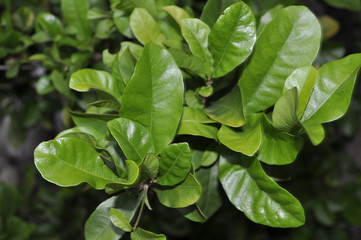 green plant in the garden