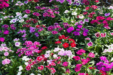 Fototapeta premium Picture, dianthus flower ,colourful beautiful in garden