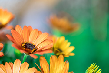 Beautiful spring blossom, greeting card. Gerbera