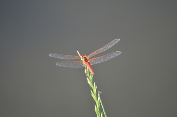 Live in the rice fields