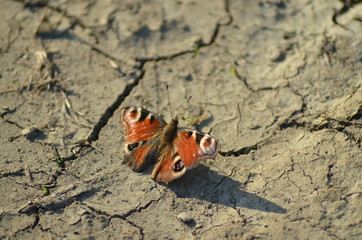 Live in the rice fields