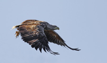 White-tailed eagle in flight, Haliaeetus albicilla , bird of Greenland