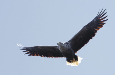 White-tailed eagle in flight, Haliaeetus albicilla , bird of Greenland