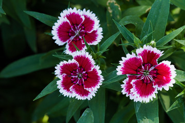 Picture, dianthus flower Red White,colourful beautiful in garden