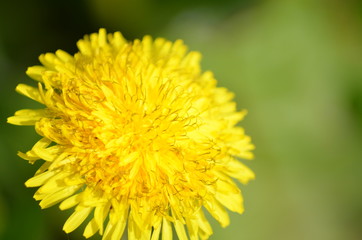 Fiore giallo di campo