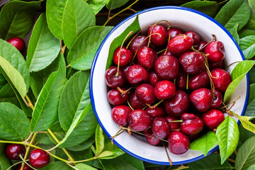 Ripe red cherry in a white bowl on a background of leaves, top view. Harvesting cherry.