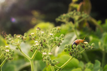 Bug eat flower in the garden at morning