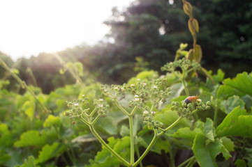 Bug eat flower in the garden at morning