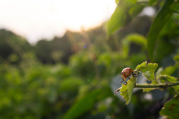 Bug eat leaf in the garden at morning