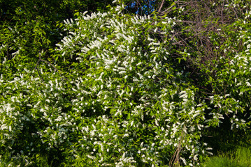 Blossoming bird cherry on green leaf. Summer in Russia.
