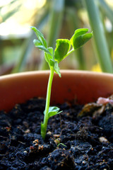 young plant in a pot