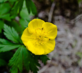 Yellow forest poppies, Far Eastern plant. Mountain plants. Summer in Russia. Flora in Russia.