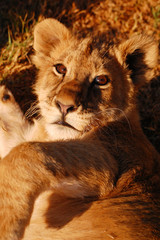 Sleepy Lion cub looks directly into camera