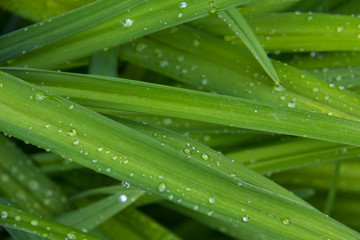 long green leaves with dew drops for background