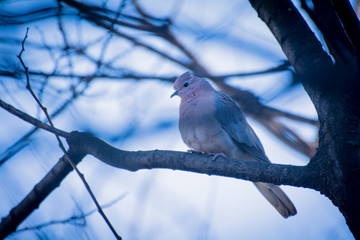 Mourning Dove perched in a tree.