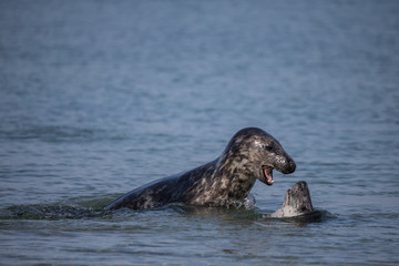 Fototapeta premium Kegelrobben