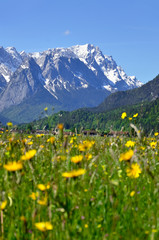 Zugspitze und Frühlingswiese, Garmisch-Partenkirchen